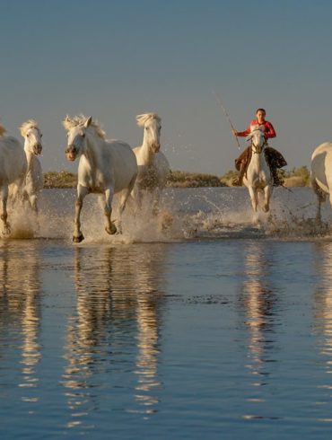 Białe konie z Camargue, Fotowyprawa Prowansja
