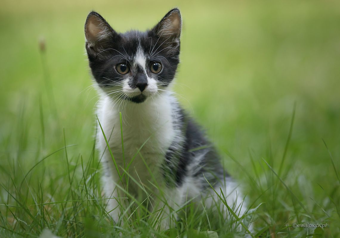 kot w trawie, łaciaty kot