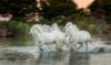 Białe konie, ruch, impresja, Ernst Haas