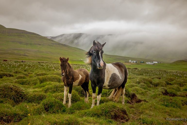 Islandzkie konie, Islandia