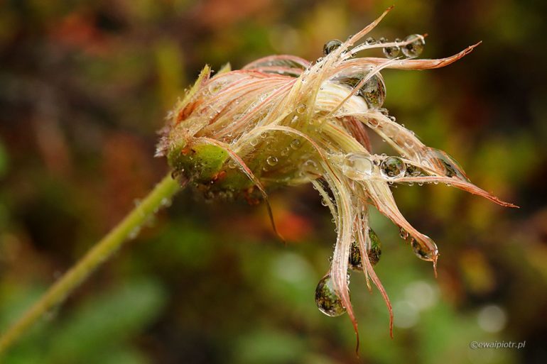 Dębik ośmiopłatkowy, Islandia fotowyprawa