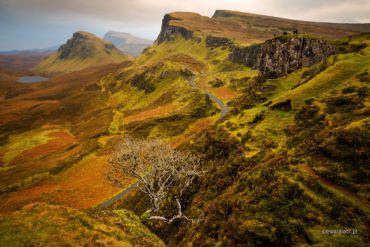 Drzewko w górach Quiraing, Szkocja, Skye