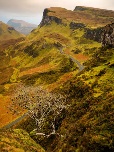 Drzewko w górach Quiraing, Szkocja, Skye