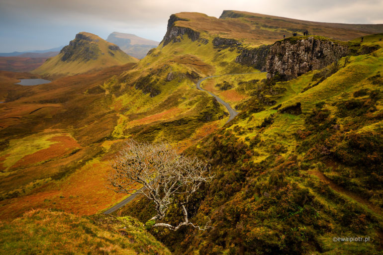 Drzewko w górach Quiraing, Szkocja, Skye