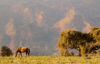 Konie w górach Siemien, Etiopia