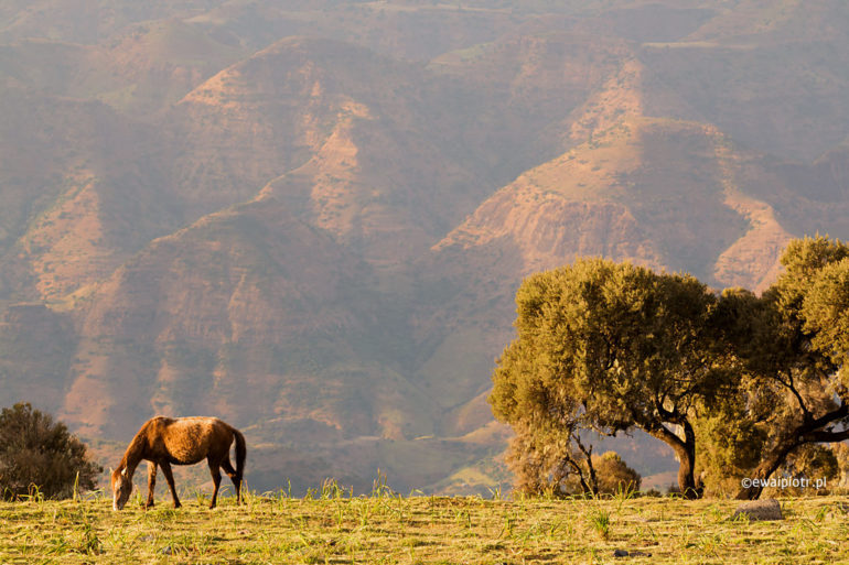 Konie w górach Siemien, Etiopia