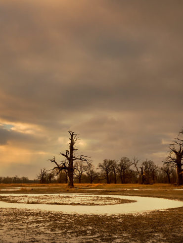 Rogalińskie dęby zimą, plener fotograficzny