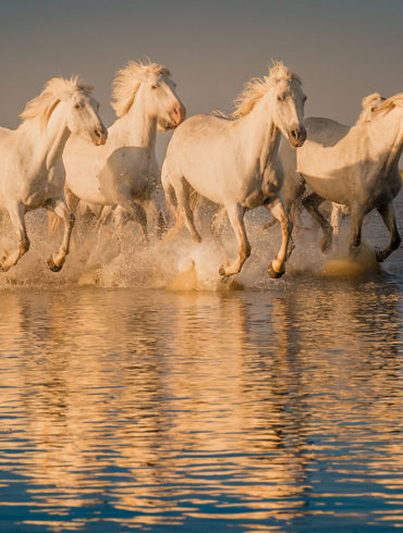 Prowansja, konie, Camargue, galop po wodzie, odbicie, warsztaty fotograficzne