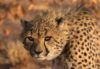 Gepard, Namibia