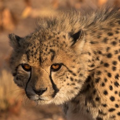 Gepard, Namibia
