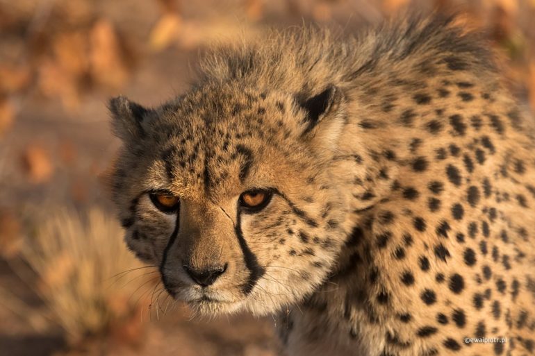 Gepard, Namibia