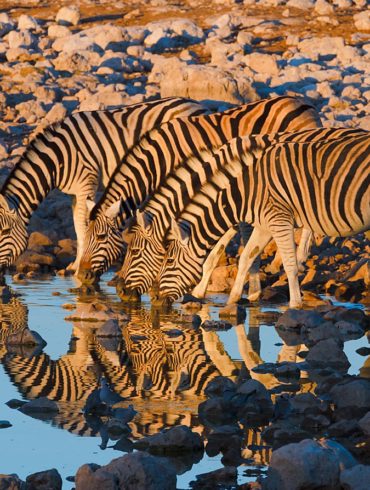Wieczorem trzeba się napić, Namibia, zebry