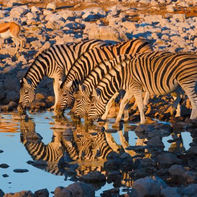 Wieczorem trzeba się napić, Namibia, zebry