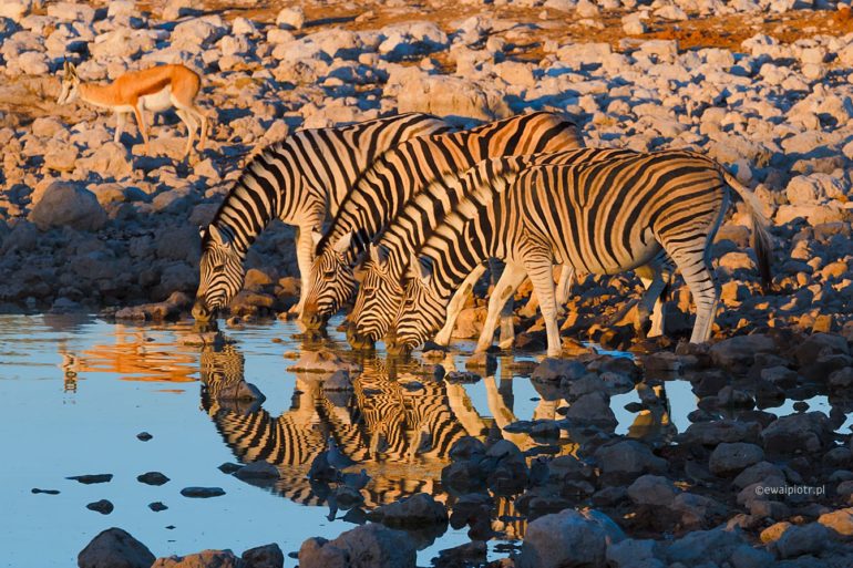 Wieczorem trzeba się napić, Namibia, zebry