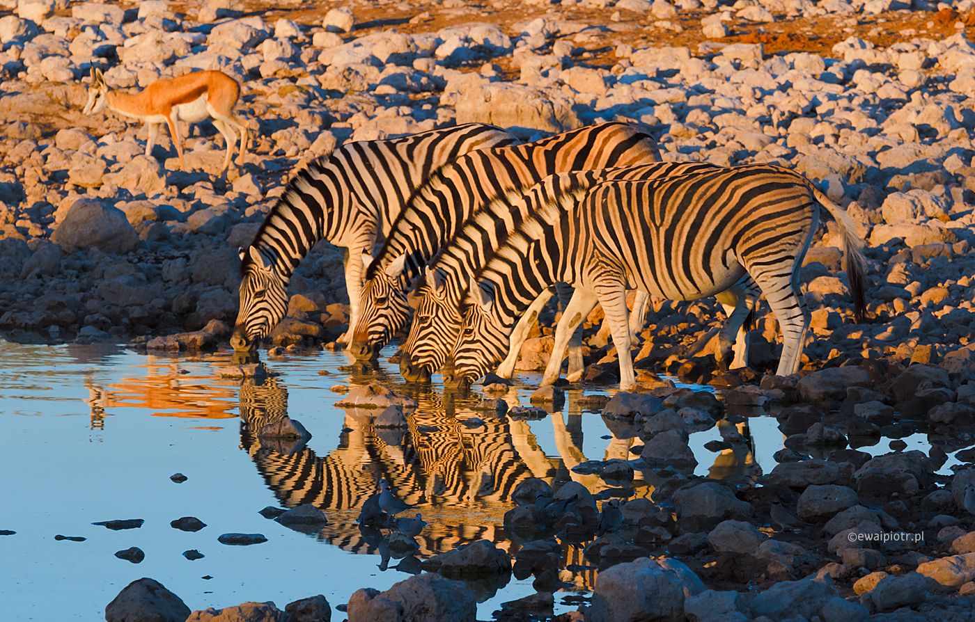 Wieczorem trzeba się napić, Namibia, zebry