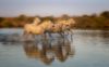 Cztery konie z Camargue, Prowansja, panoramowanie, cztery konie, w biegu