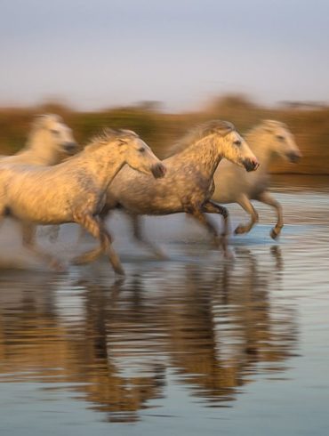 Cztery konie z Camargue, Prowansja, panoramowanie, cztery konie, w biegu