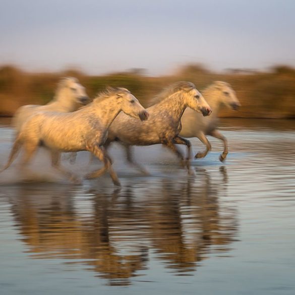 Cztery konie z Camargue, Prowansja, panoramowanie, cztery konie, w biegu