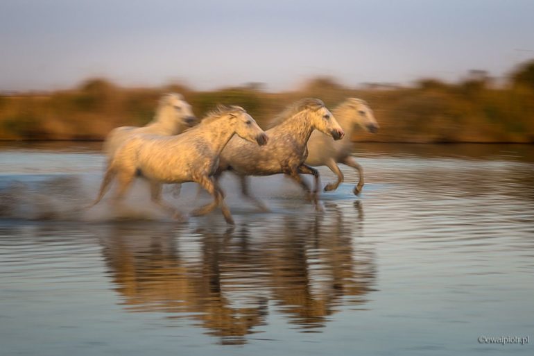 Cztery konie z Camargue, Prowansja, panoramowanie, cztery konie, w biegu