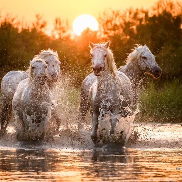 Białe konie o zachodzie słońca, Prowansja, konie biegnące po wodzie