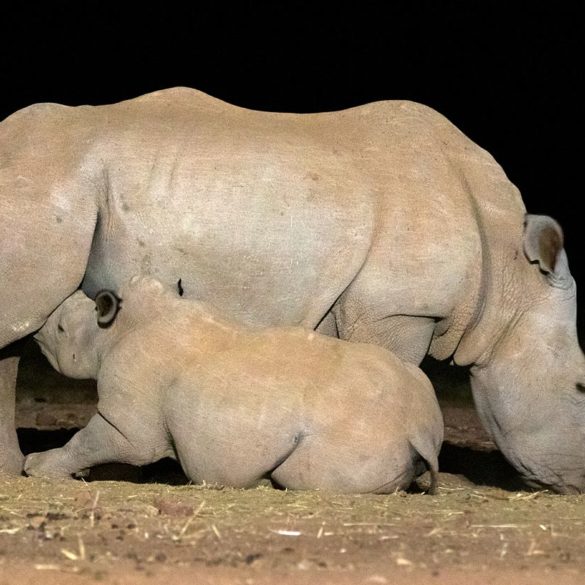 Nosorożyca i nosorożątko, Fotowyprawa Namibia