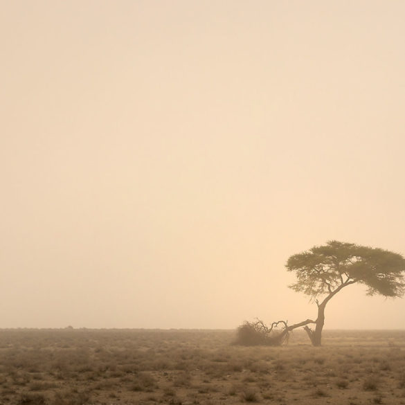 Drzewo w burzy pyłowej, Namibia, przestrzeń negatywna