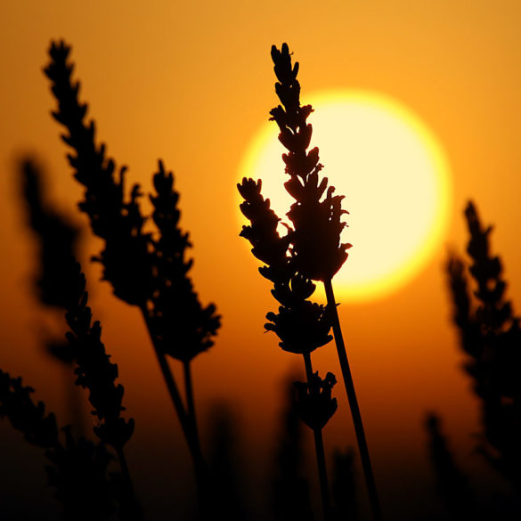 Zachód w lawendzie, Prowansja