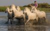 Białe konie w galopie, Camargue, Prowansja, liczba klatek na sekundę, tryb seryjny