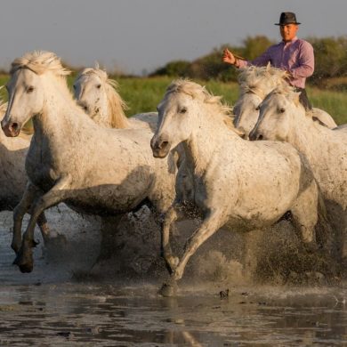Białe konie w galopie, Camargue, Prowansja, liczba klatek na sekundę, tryb seryjny
