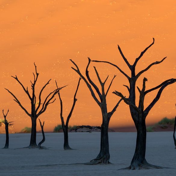 Martwe drzewa Deadvlei, Namibia