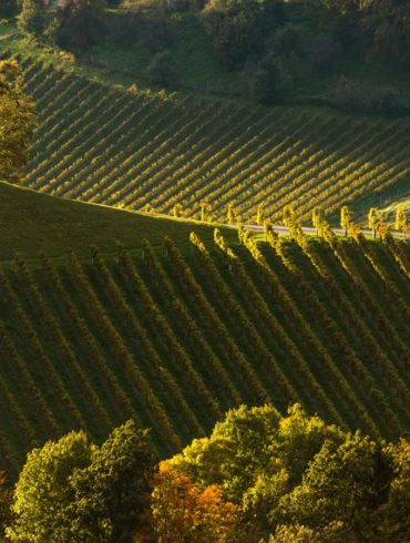 Kościół w winnicy, Słowenia, fotowyprawa