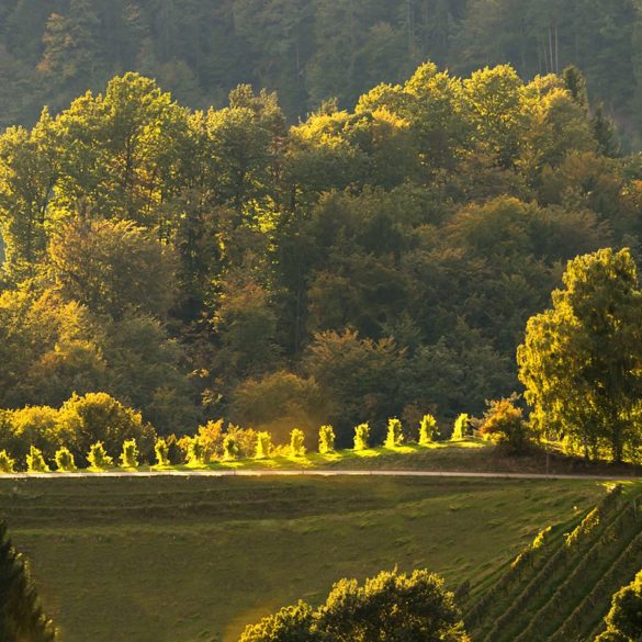 Wieczór w winnicy, Słowenia