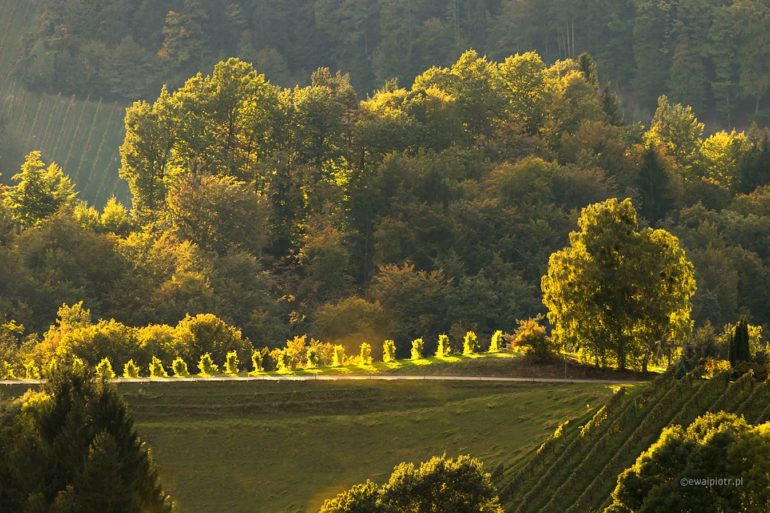 Wieczór w winnicy, Słowenia