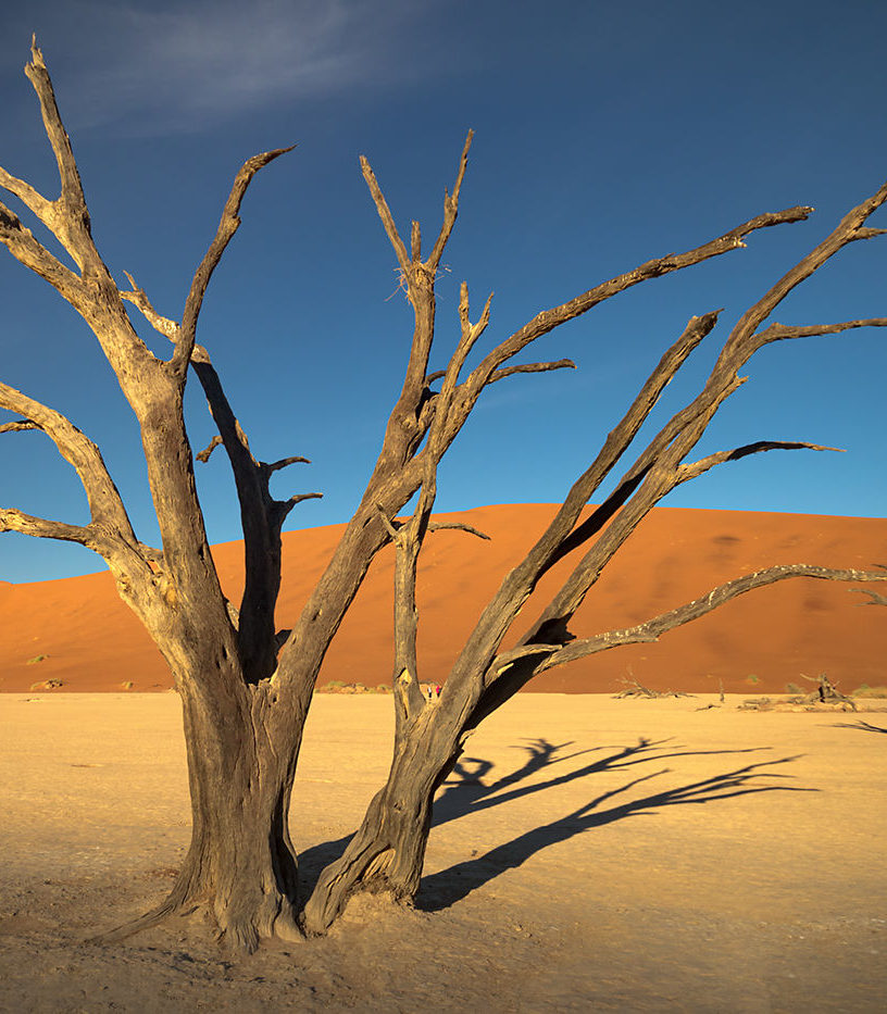 Martwe drzewo, Namibia, pustynia Namib, plener fotograficzny, fotowyprawa