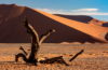 Drzewo i pustynia Namib, Namibia, prognozy 2020, fotografia