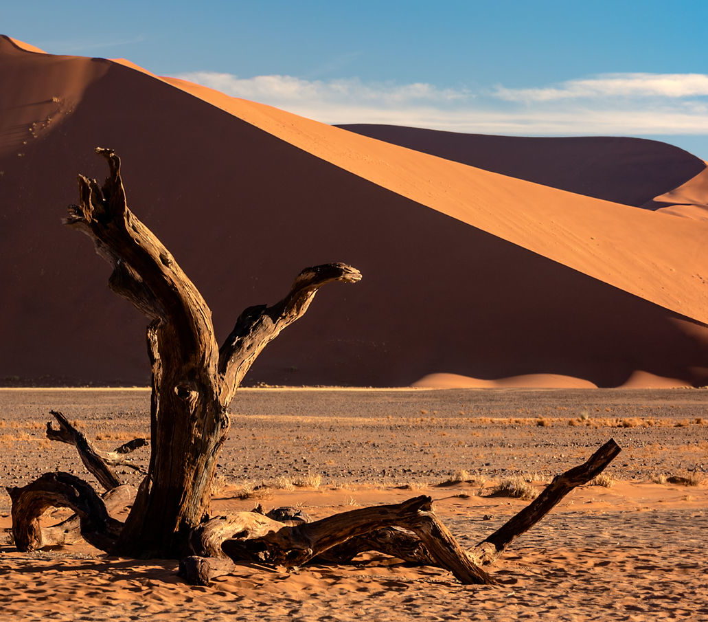 Drzewo i pustynia Namib, Namibia, prognozy 2020, fotografia