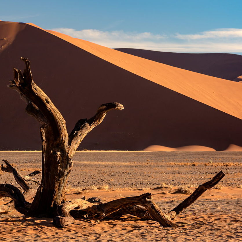 Drzewo i pustynia Namib, Namibia, prognozy 2020, fotografia