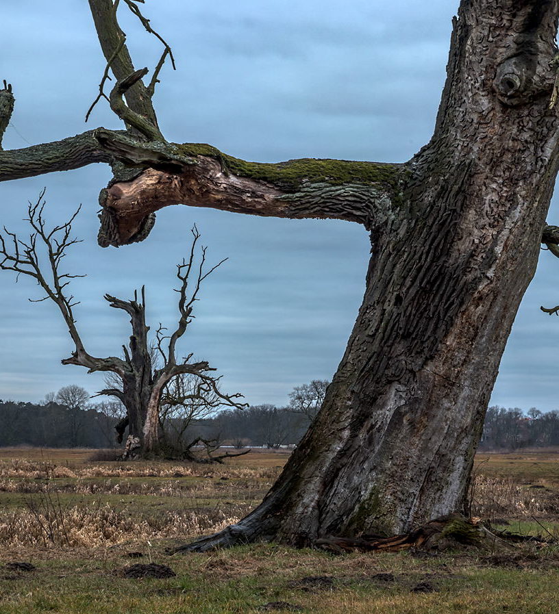 Dęby Rogalińskie fotowarsztaty
