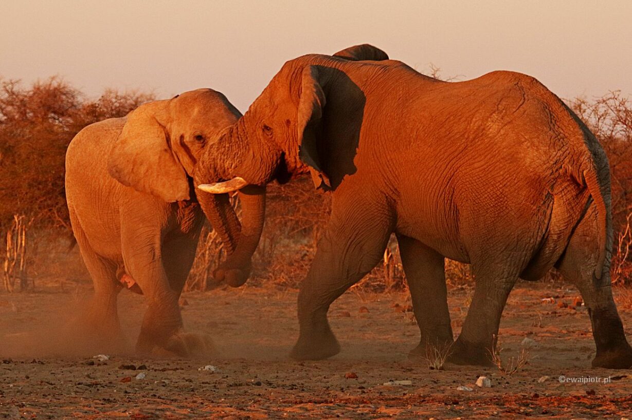 Słoniowe przepychanki, Namibia