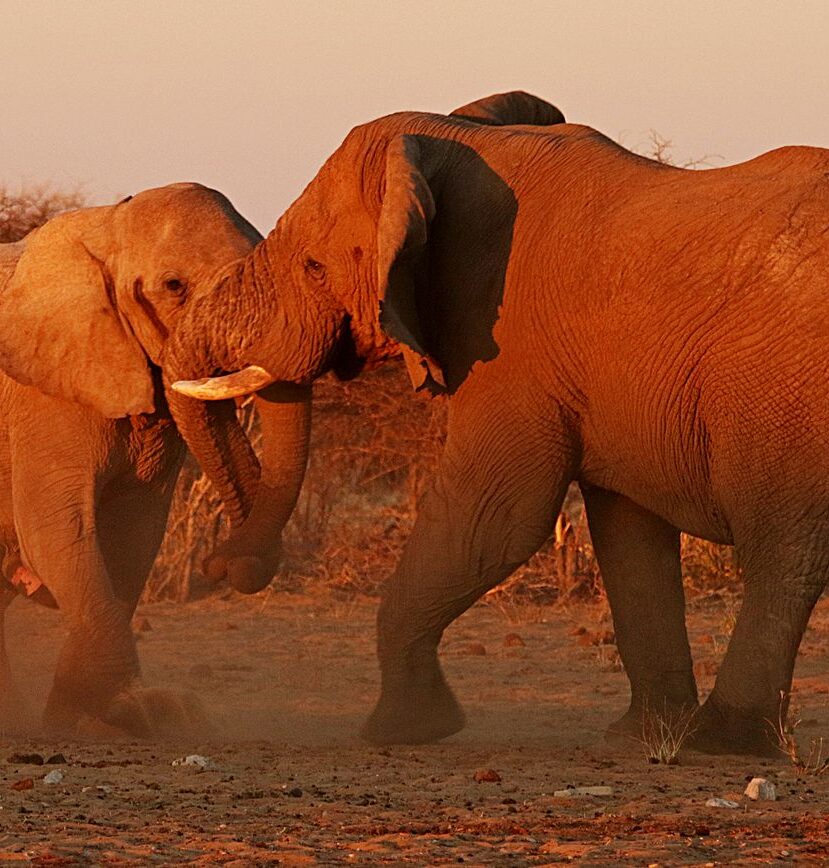 Słoniowe przepychanki, Namibia