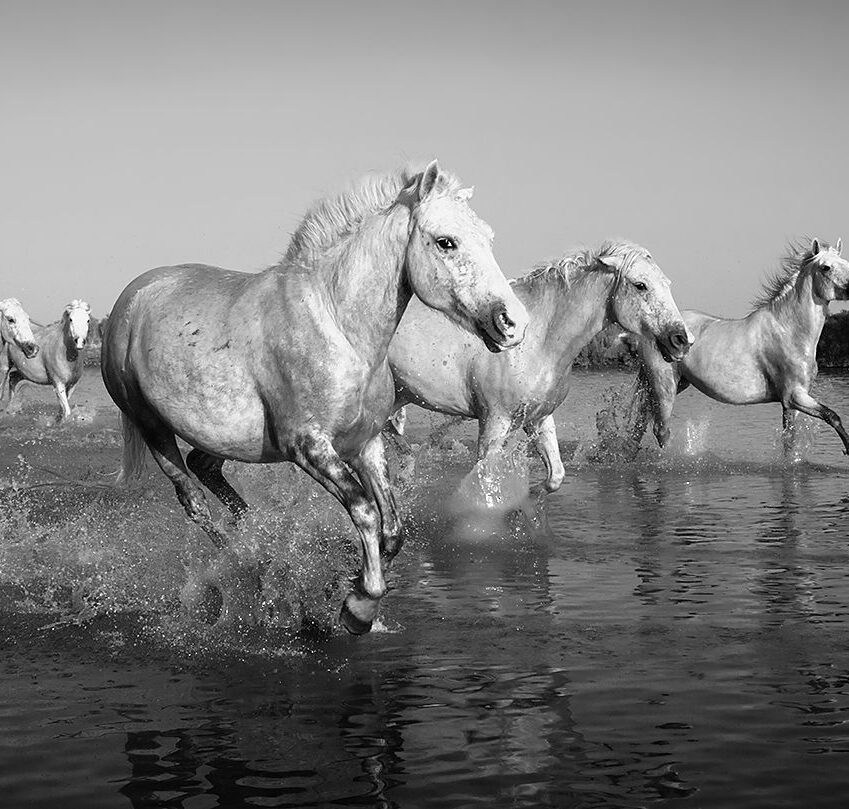 Konie z Camargue w czerni i bieli