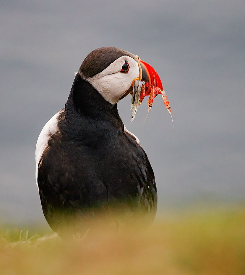 Maskonur i rybki, Wyspy Owcze, fotowyprawa