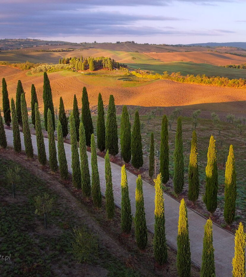 Latając nad cyprysami, Toskania, fotowyprawa, dron, Mavic Mini, z lotu ptaka