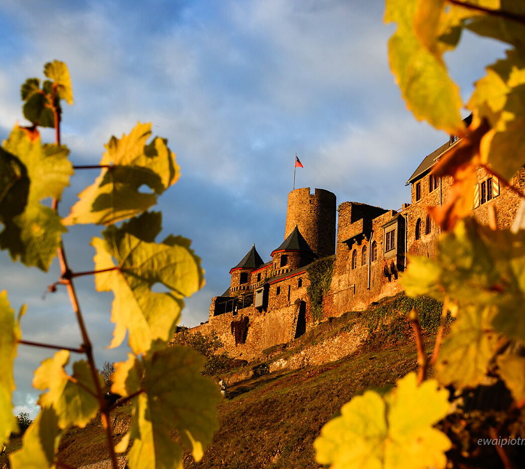 Zamek Thurant przez winorośl, Złoto Renu, fotowyprawa