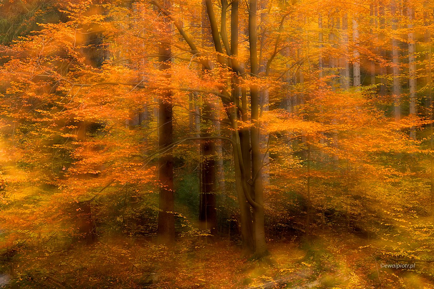 Złota jesień w karkonoskim lesie, rozmazaniec, techniki intencjonalnego poruszenia aparatu