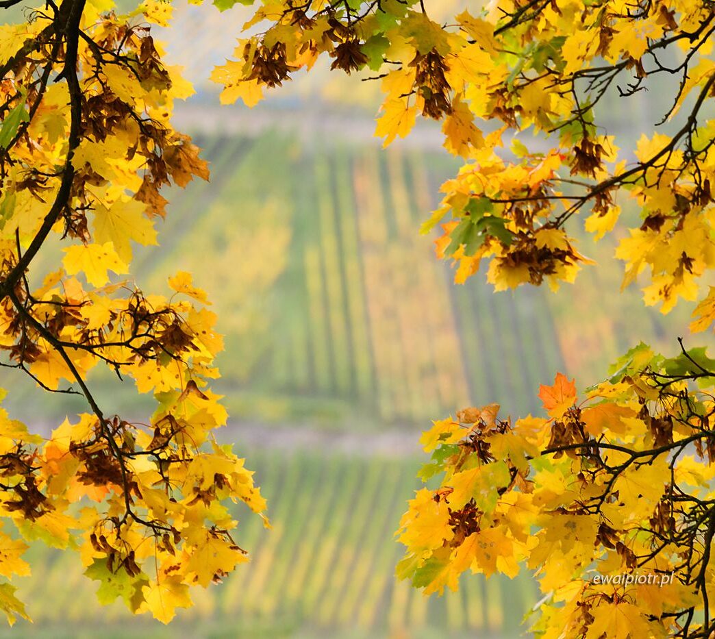 Winnice i jesień, Złoto Renu, fotowyprawa
