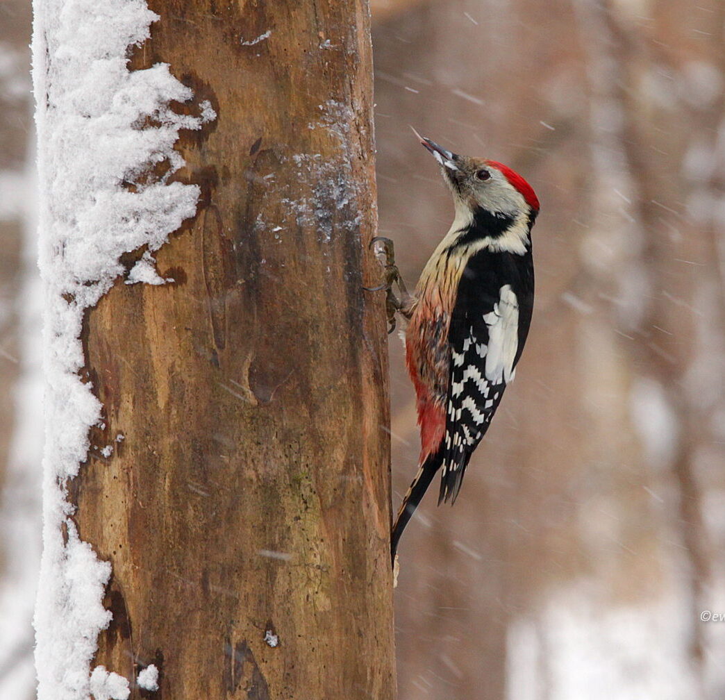 Dzięcioł z Białowieży