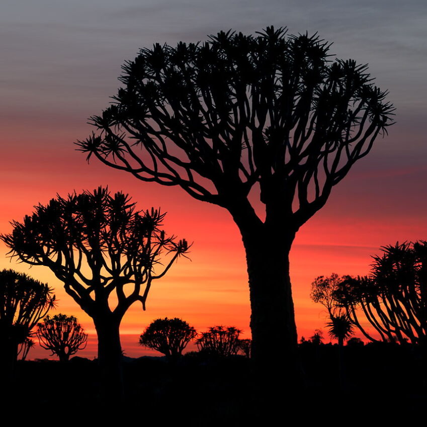 Niebo nad lasem drzew kołczanowych, Namibia