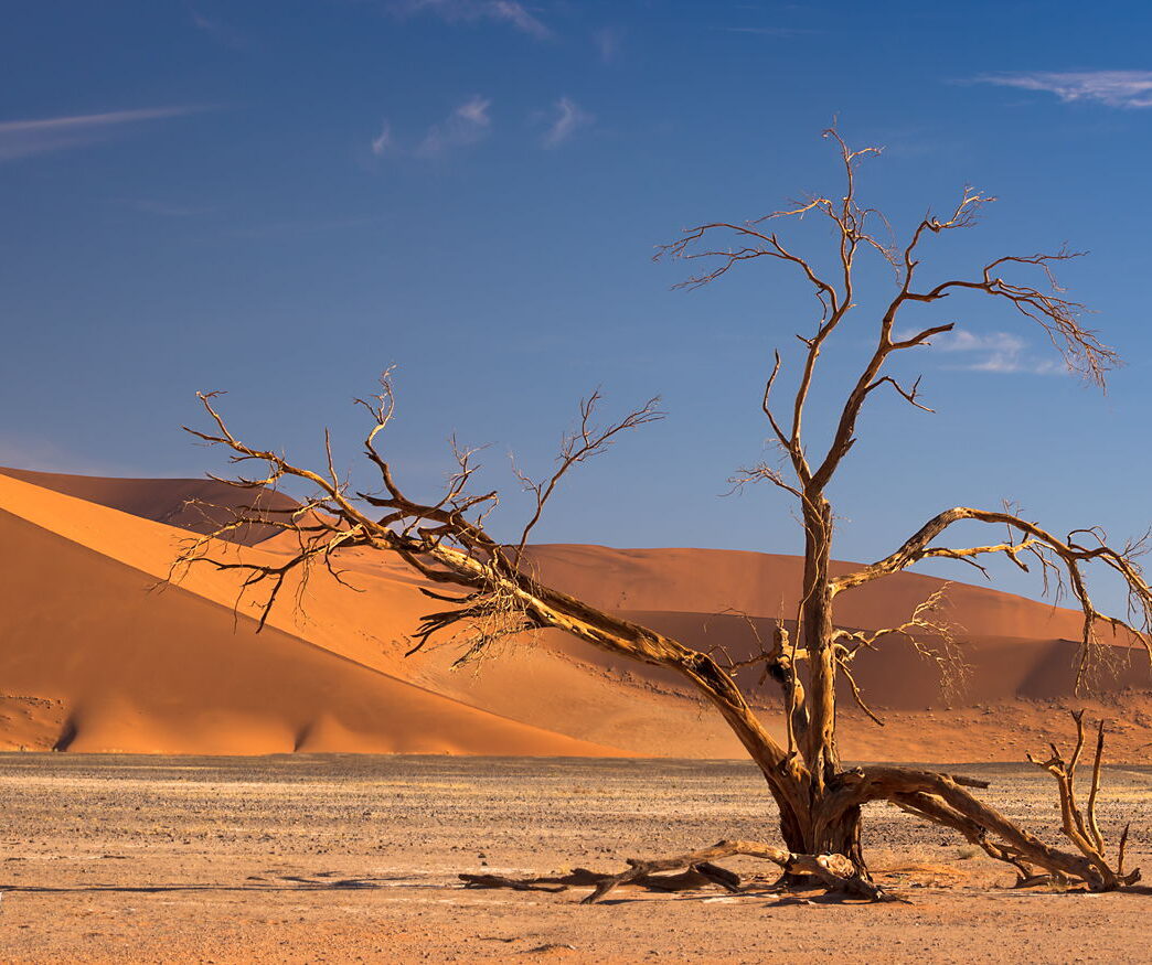 Wydma i drzewo, Namibia