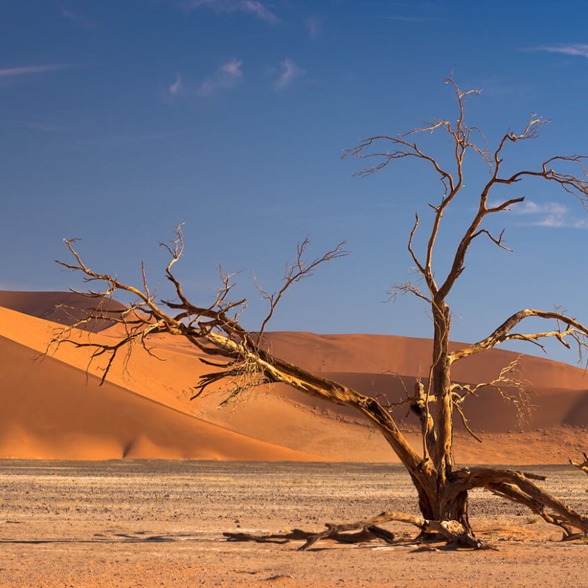 Wydma i drzewo, Namibia